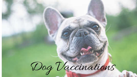 Affordable Pet Vaccinations Services in Dallas & Fort Worth